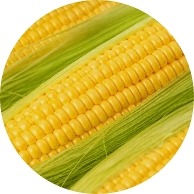 Corn
