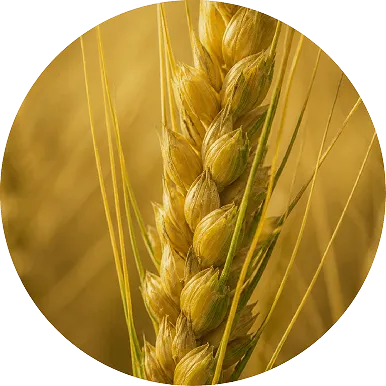 Wheat